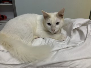 Casper - Domestic Medium Hair Cat