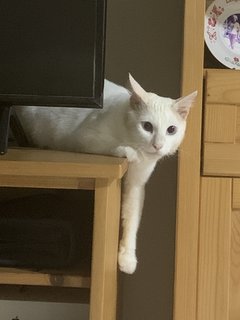 Casper - Domestic Medium Hair Cat