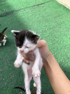 Tompok, Tompi, And Tompel - Domestic Medium Hair Cat