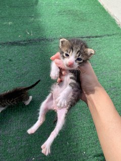 Tompok, Tompi, And Tompel - Domestic Medium Hair Cat