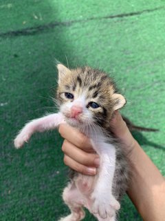 Tompok, Tompi, And Tompel - Domestic Medium Hair Cat