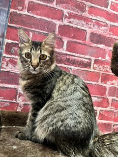 Bonno - Domestic Medium Hair Cat