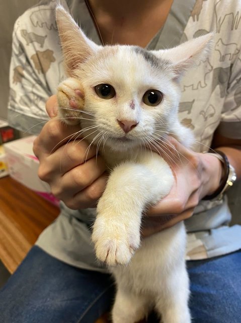 Kitty - Domestic Short Hair + Calico Cat