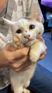 Kitty - Domestic Short Hair + Calico Cat