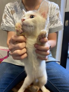 Kitty - Domestic Short Hair + Calico Cat