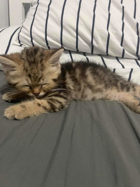 Kuting - British Shorthair + Scottish Fold Cat