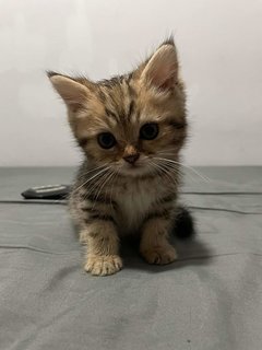 Kuting - British Shorthair + Scottish Fold Cat