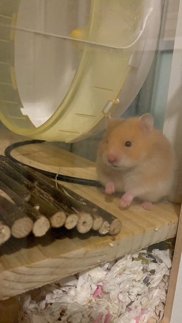 Joy - Syrian / Golden Hamster Hamster