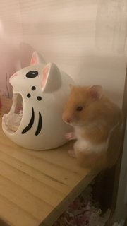 Joy - Syrian / Golden Hamster Hamster