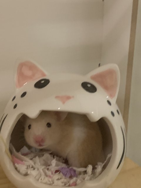 Remy - Syrian / Golden Hamster Hamster