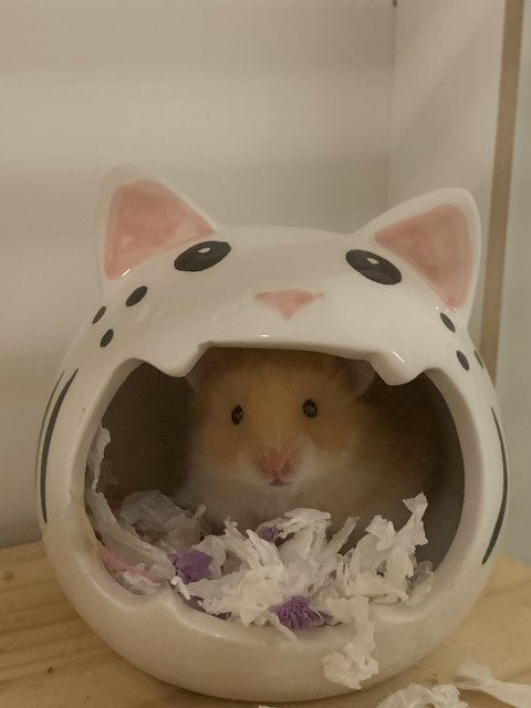 Kitkat - Syrian / Golden Hamster Hamster