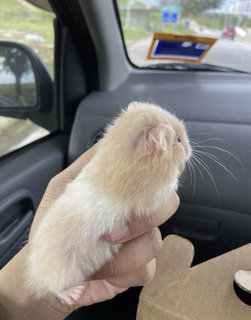 Janee - Syrian / Golden Hamster Hamster