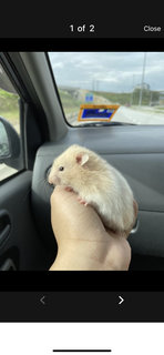 Janee - Syrian / Golden Hamster Hamster