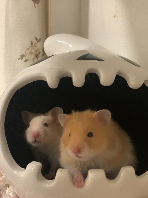 Kitkat &amp; Miso  - Syrian / Golden Hamster Hamster