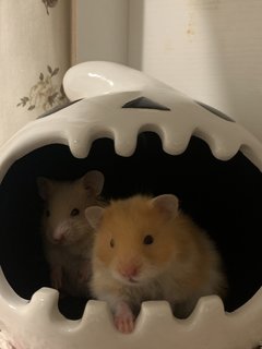 Kitkat &amp; Miso  - Syrian / Golden Hamster Hamster