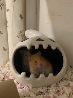 Kitkat &amp; Miso  - Syrian / Golden Hamster Hamster