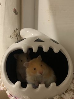 Kitkat &amp; Miso  - Syrian / Golden Hamster Hamster