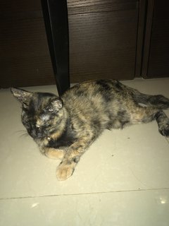 Tortie-ya - Domestic Short Hair Cat