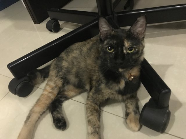 Tortie-ya - Domestic Short Hair Cat