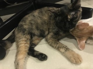 Tortie-ya - Domestic Short Hair Cat