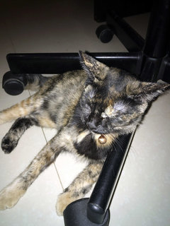 Tortie-ya - Domestic Short Hair Cat