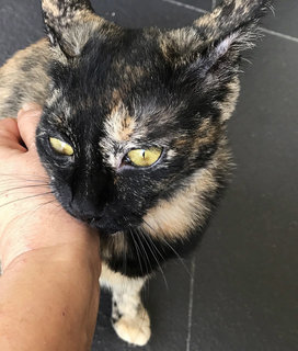 Tortie-ya - Domestic Short Hair Cat