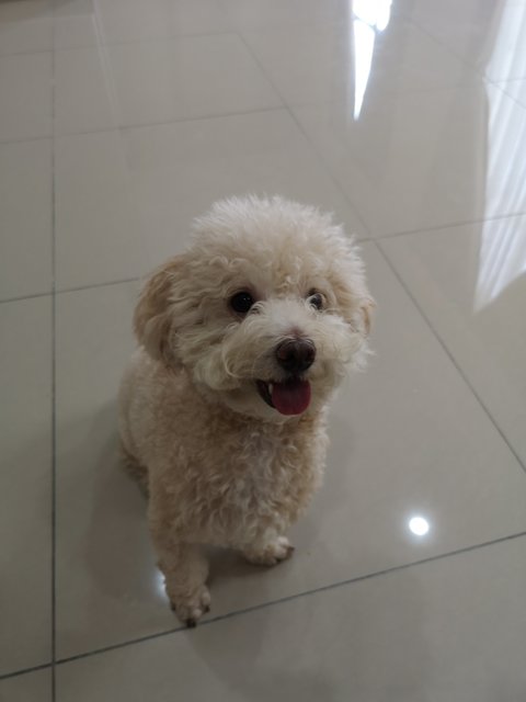 Chachy - Poodle Dog