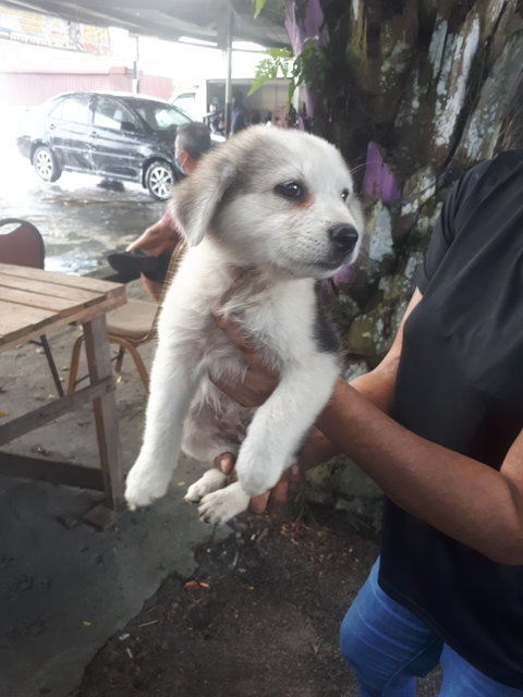 3 Puppies - Mixed Breed Dog