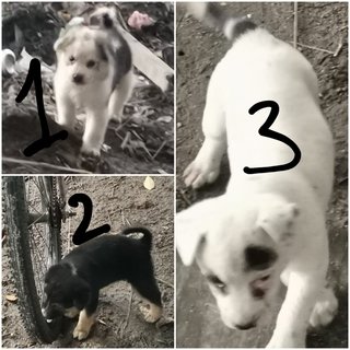 3 Puppies - Mixed Breed Dog