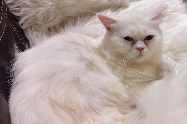 Ice - Persian Cat