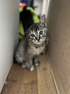 Comet - Domestic Medium Hair Cat