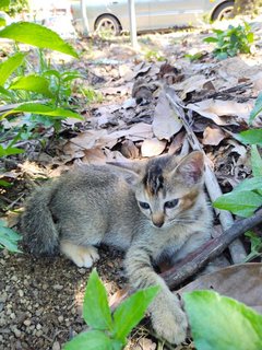 Zombie &amp; Mum 🐱 - Domestic Short Hair Cat