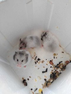 Hamster Syrian - Syrian / Golden Hamster Hamster