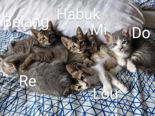 ⭐ Habuk, Belang, Lou, Do, Re, Mi - Domestic Short Hair Cat