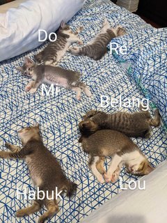 ⭐ Habuk, Belang, Lou, Do, Re, Mi - Domestic Short Hair Cat