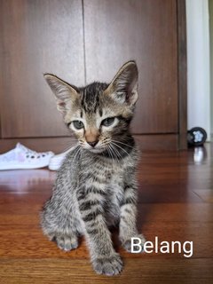 Baby Belang