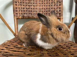 Dwarf Mix Bunny For Adoption - Netherland Dwarf + Bunny Rabbit Rabbit