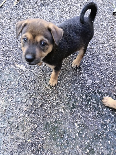 Boobas - Mixed Breed Dog