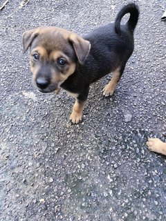 Boobas - Mixed Breed Dog