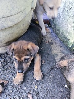 Boobas - Mixed Breed Dog