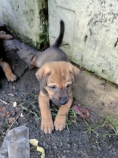 Boobas - Mixed Breed Dog