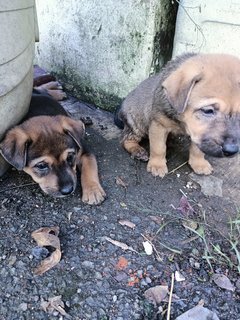 Boobas - Mixed Breed Dog