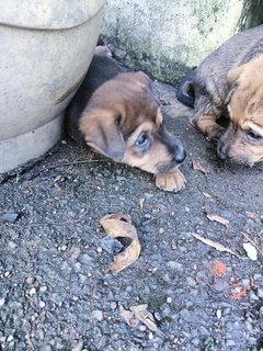 Boobas - Mixed Breed Dog