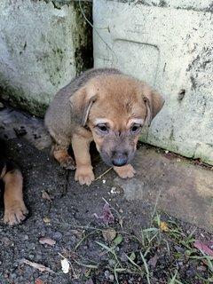 Boobas - Mixed Breed Dog