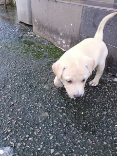 Boobas - Mixed Breed Dog