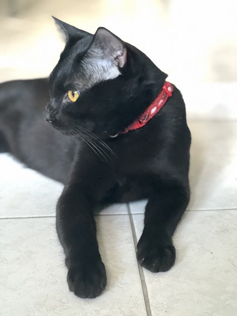 Manja Black Cat  - Domestic Short Hair Cat