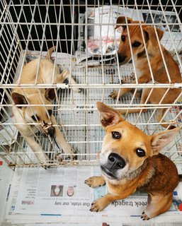 Me (uncaged) and my siblings visiting the vet