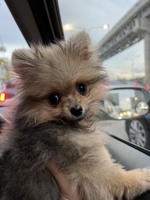 Huhu - Pomeranian Dog