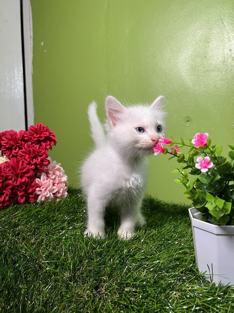 Clairé’s Kitten - Domestic Long Hair Cat