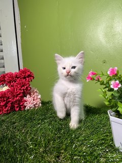 Clairé’s Kitten - Domestic Long Hair Cat